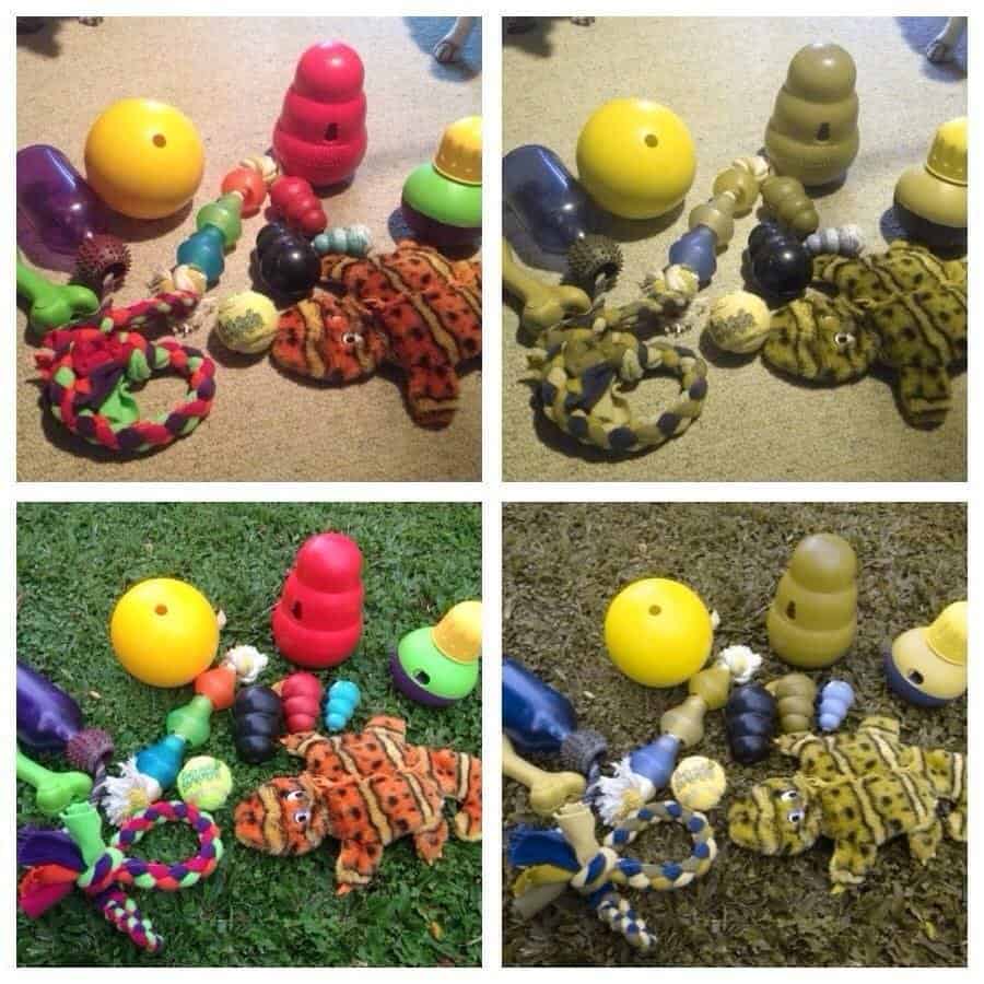 Two pictures of how dogs perceive the colors of their red, blue, yellow, and green toys