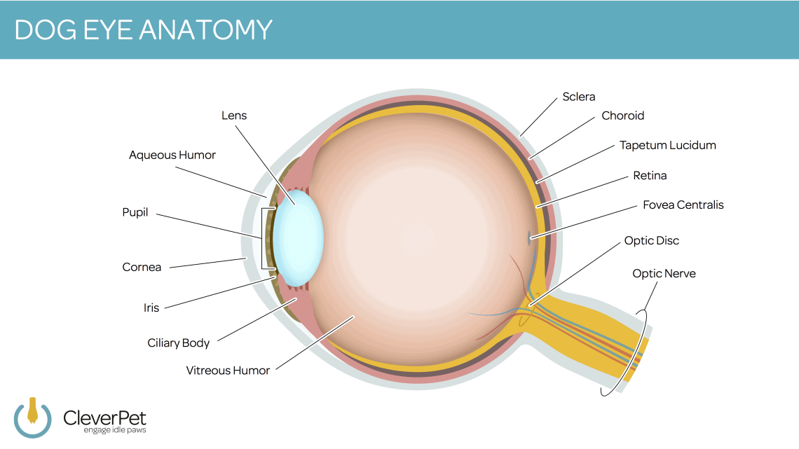 Graphic explaining dog eye anatomy