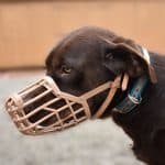 Italian basket muzzle