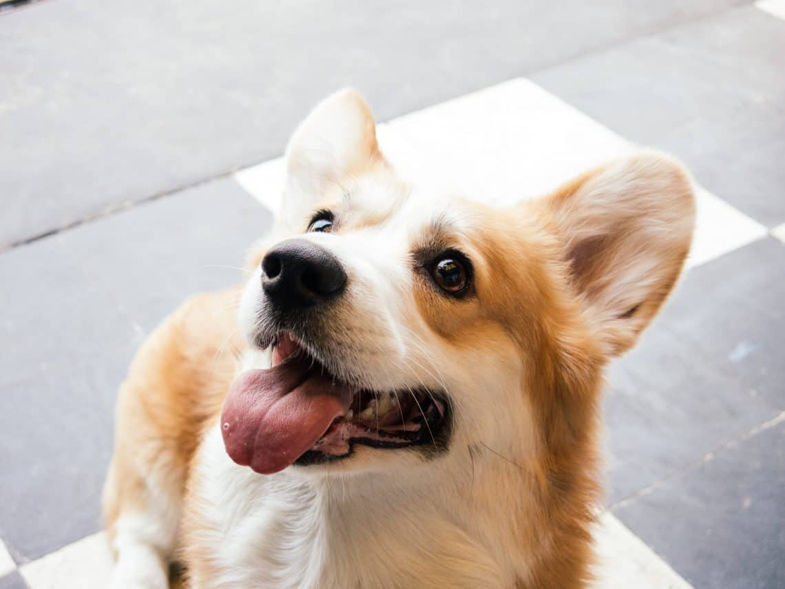 Pembroke Welsh Corgi smiling into the camera.