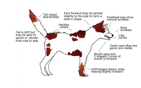 Graphic explaining aggressive dog posture