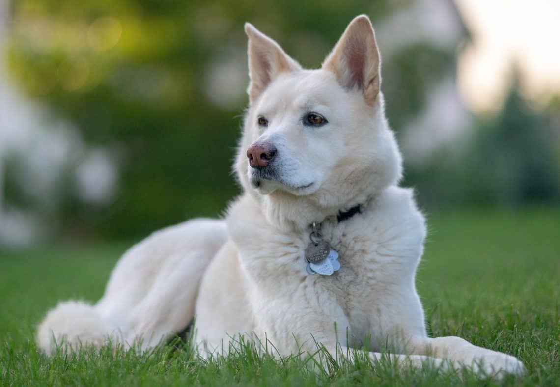 White dog with a pink dudley nose.