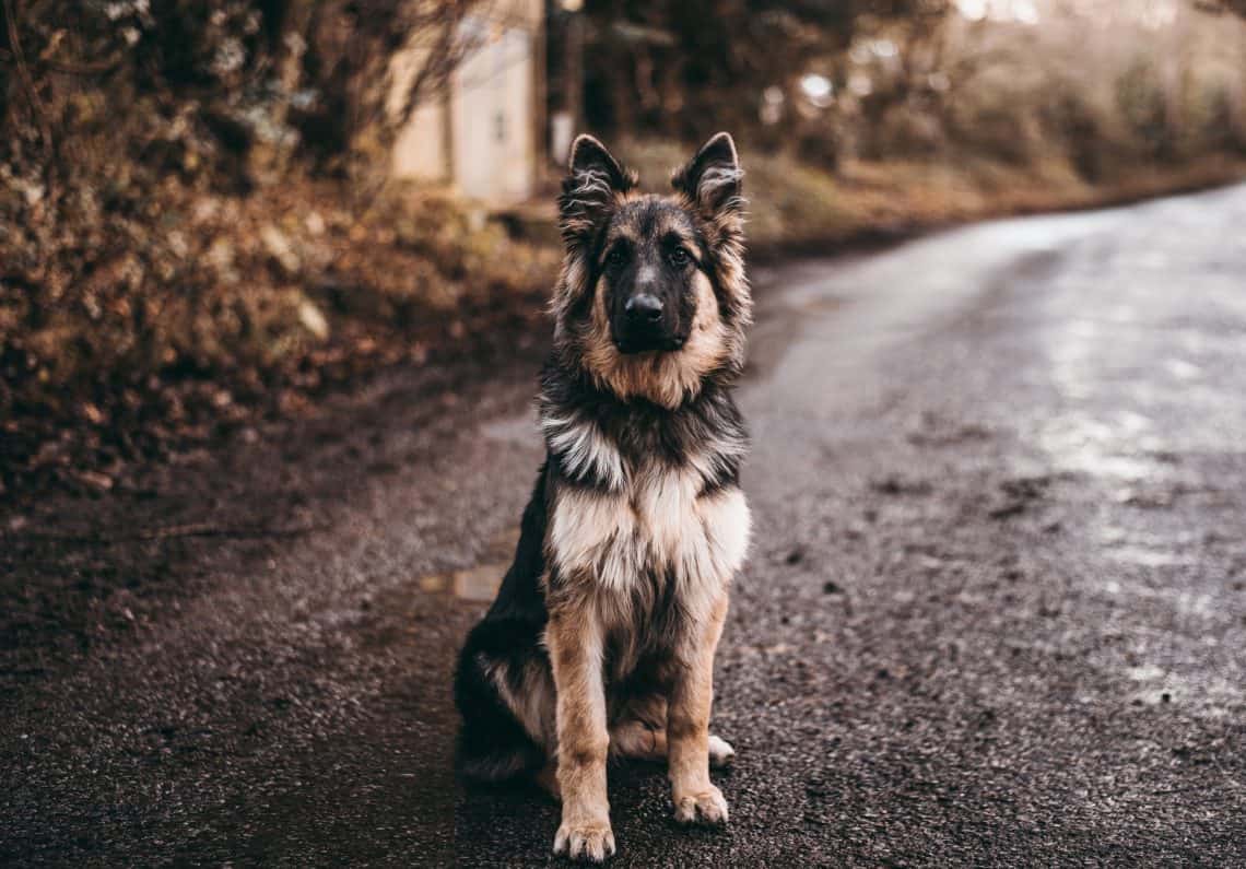 German Shepherd sitting up straight.