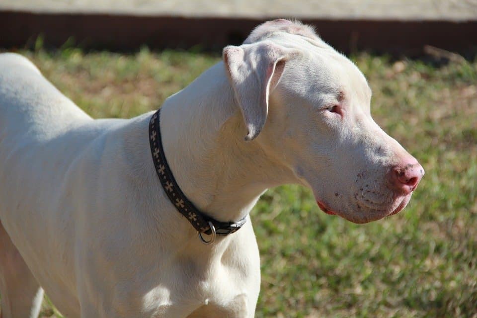 All-white Albino dog
