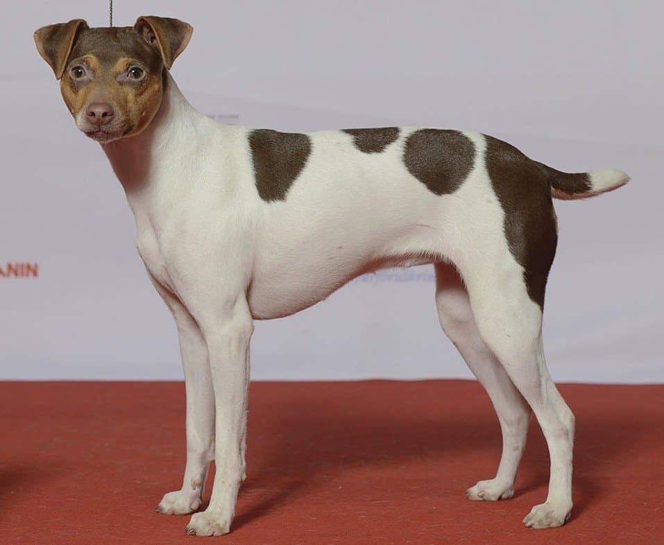 Brazilian Terrier posing on a dog show.