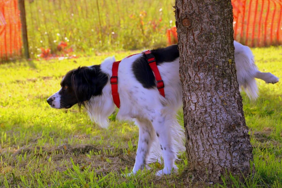 Large dog in a red harness lifts a leg and pees against a tree.