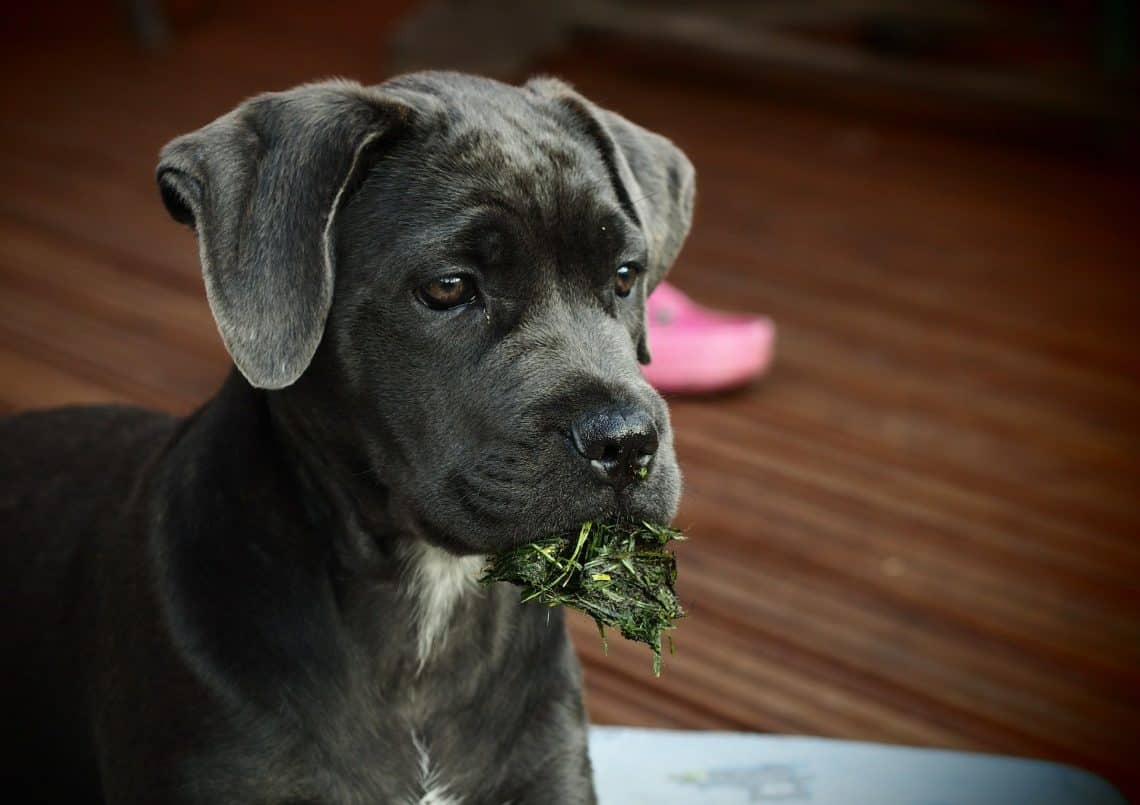 Cane Corso puppy with grass in mouth.