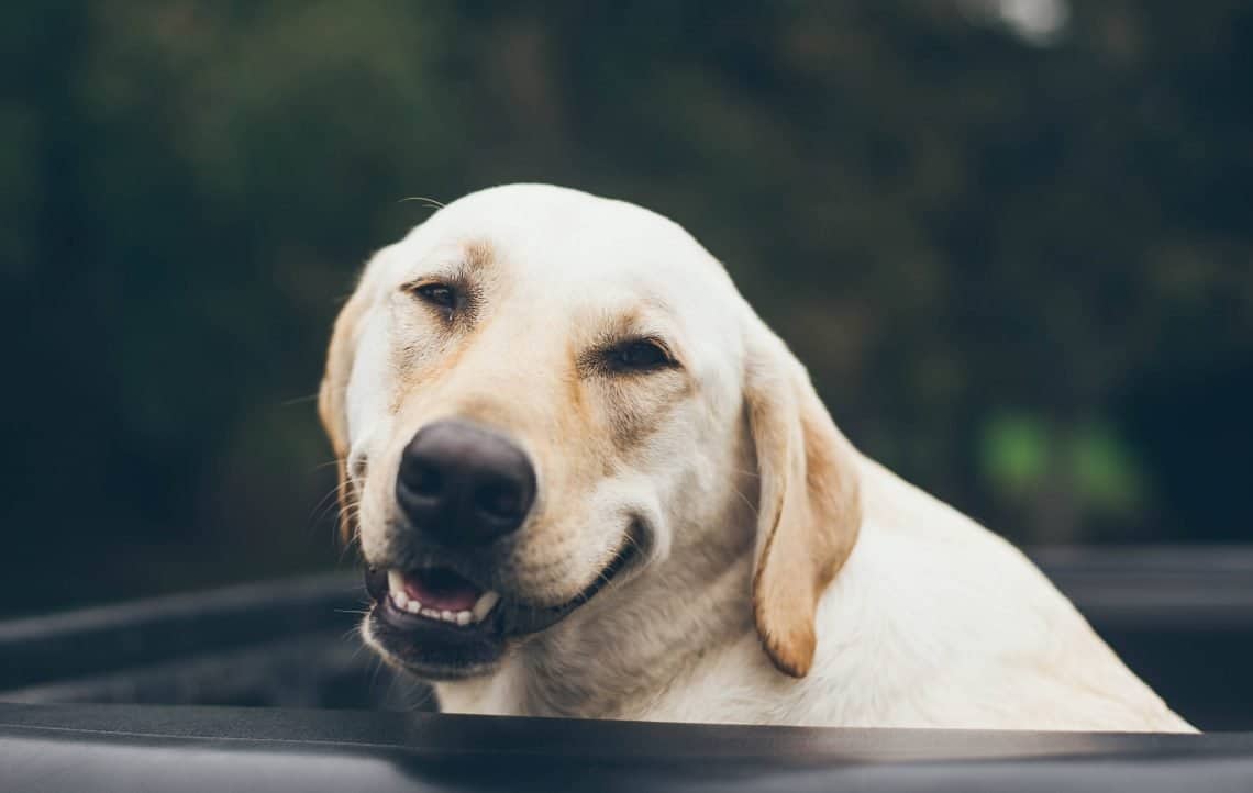 Dog displaying the guilty look