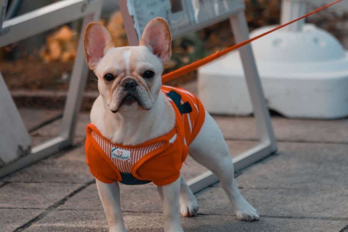 Beige French Bulldog in a bright orange harness.