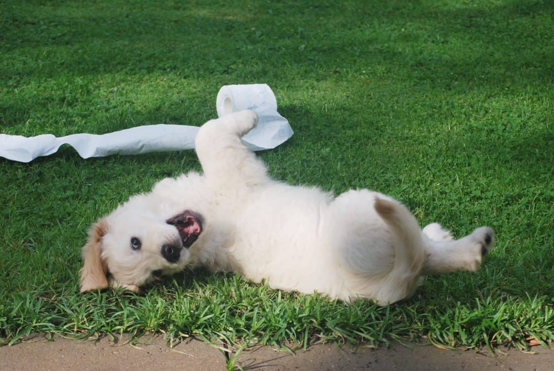 White puppy rolling in grass with a toilet paper roll.