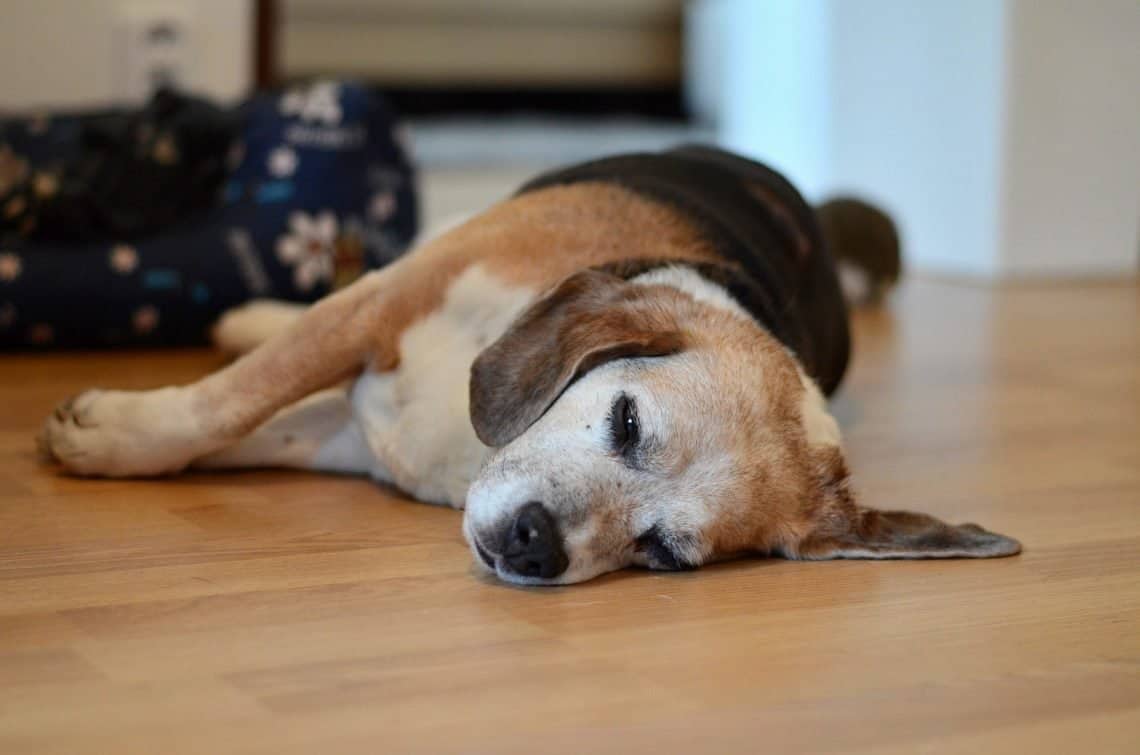 Beagle lying on their side.