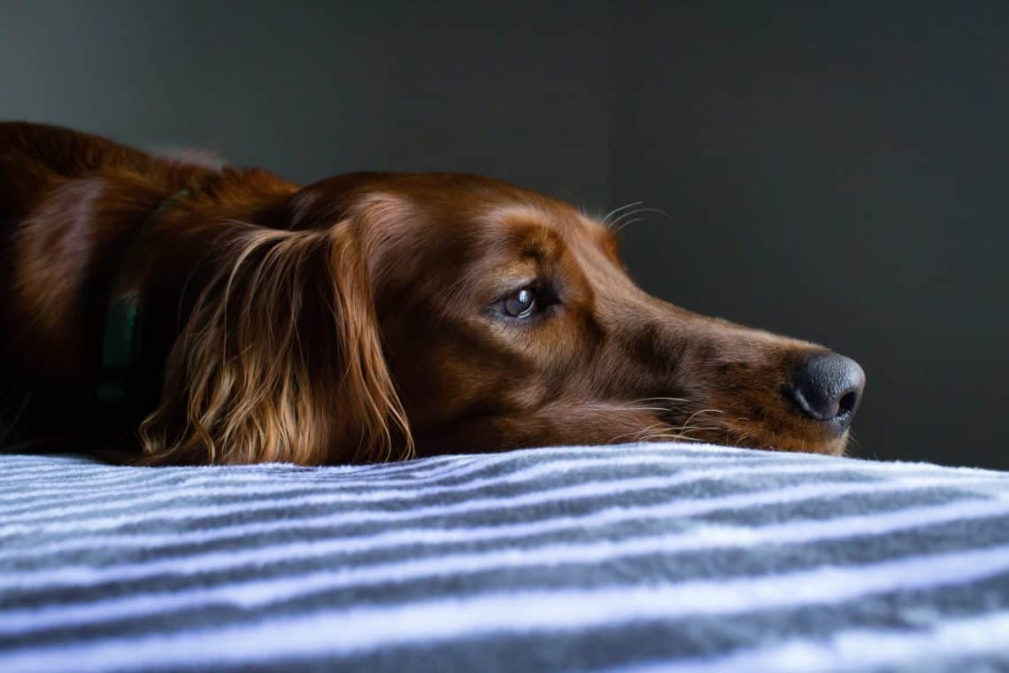 Dog lying on the bed exhausted.