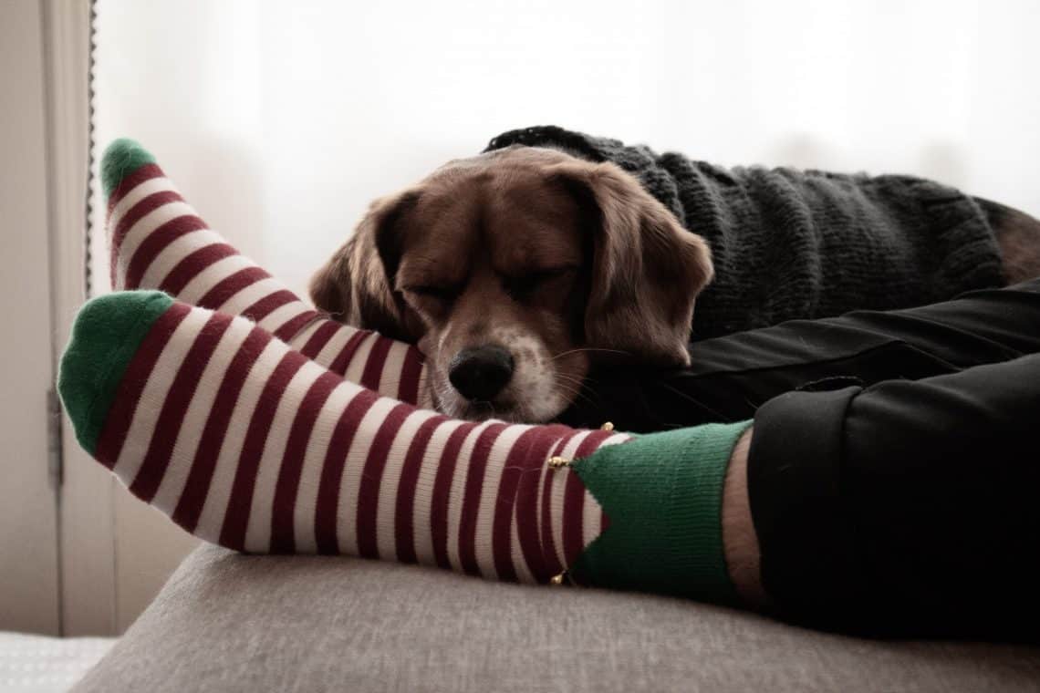 Dog resting on socked feet.