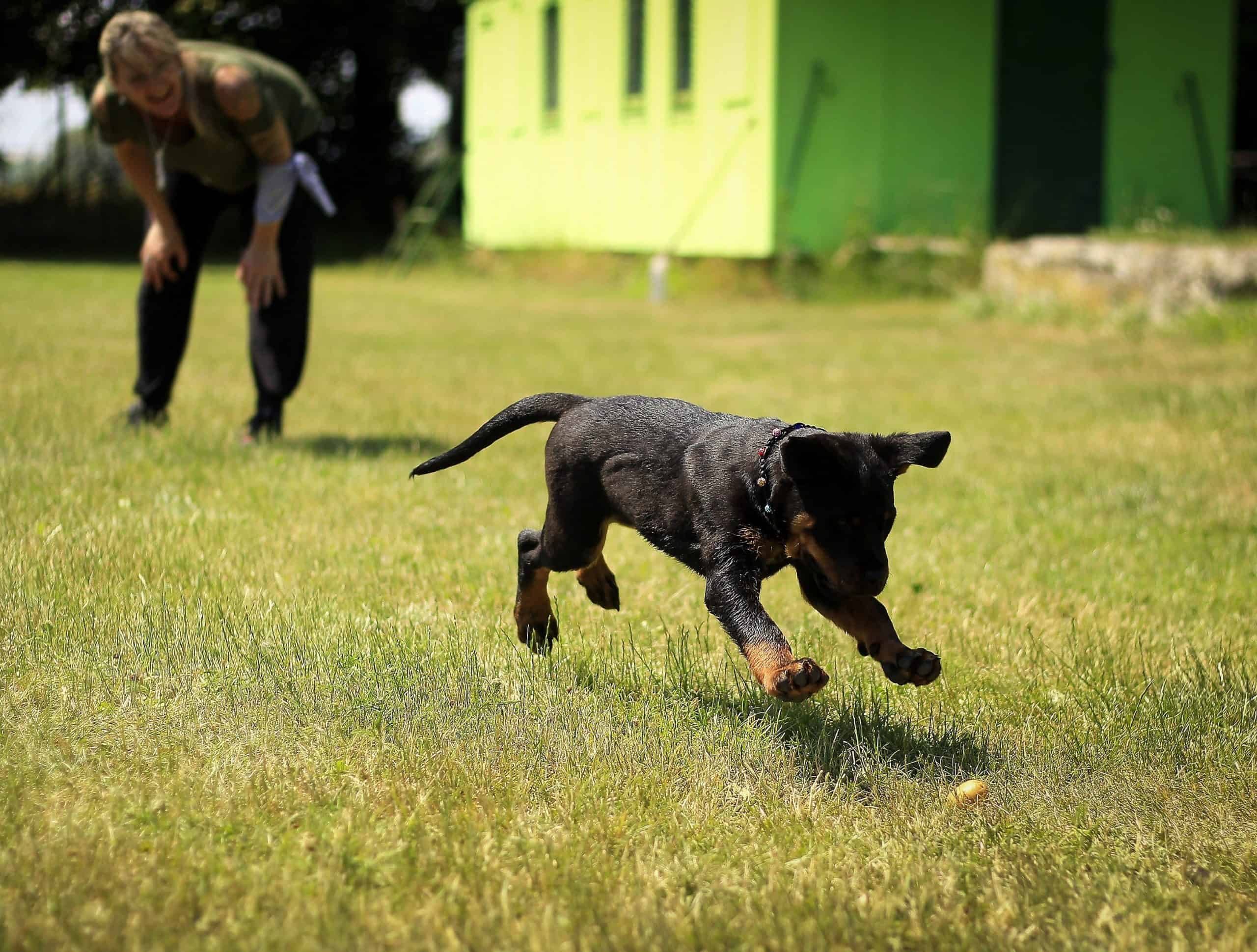 Woman teaching a Rottweiler puppy fetch.