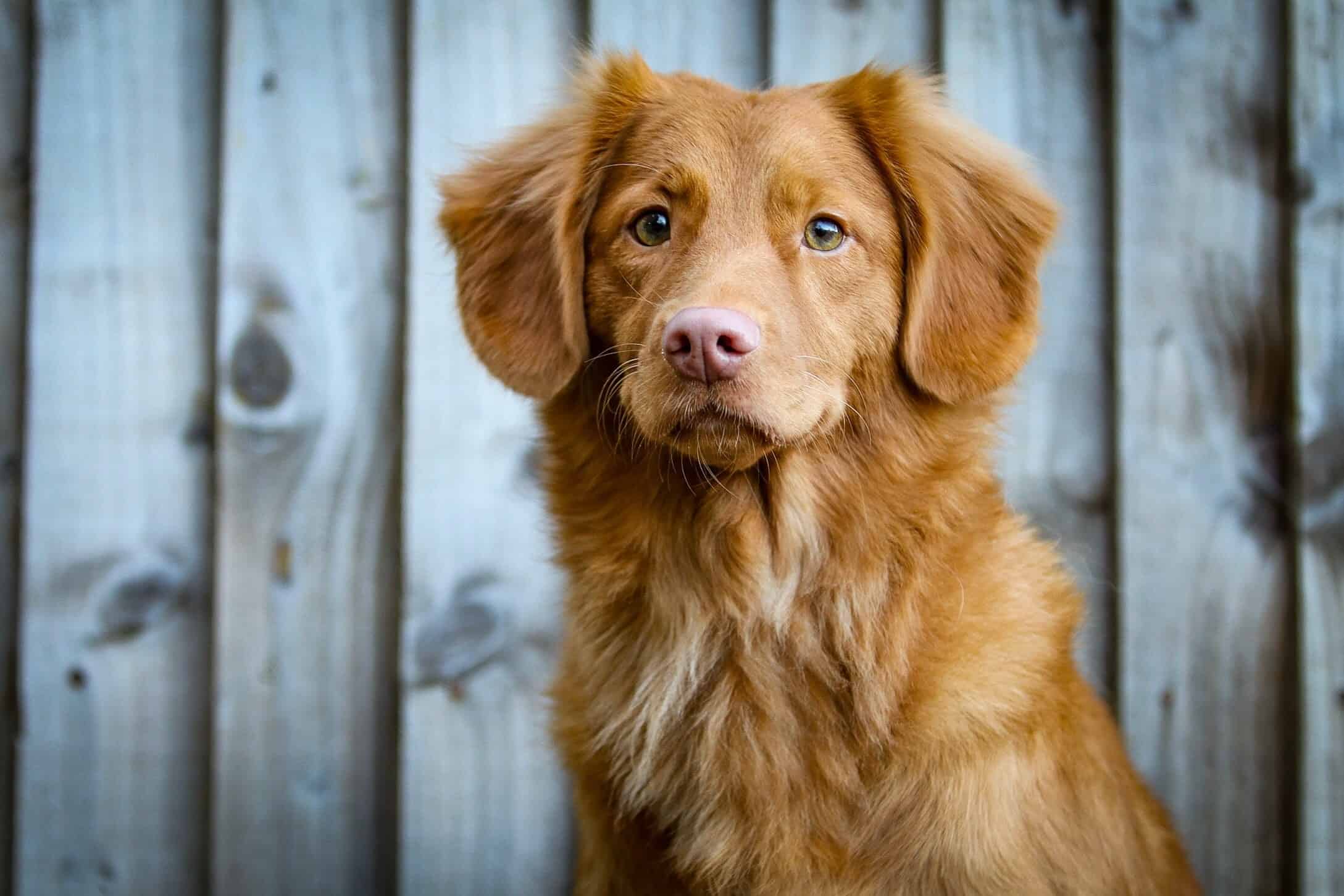 Nova Scotia Duck Tolling Retriever with a pink nose.