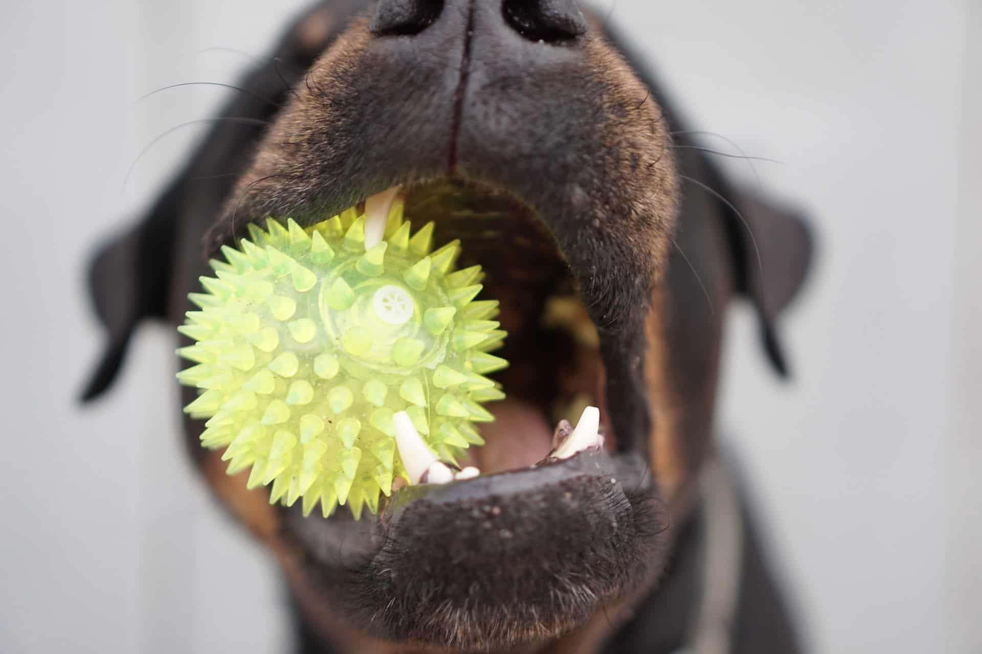 Rottweiler holding a toy with mouth.